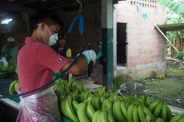 Dueños de fincas bananeras no tienen como pagar la multa de $ 600 por hectárea, para ser legales