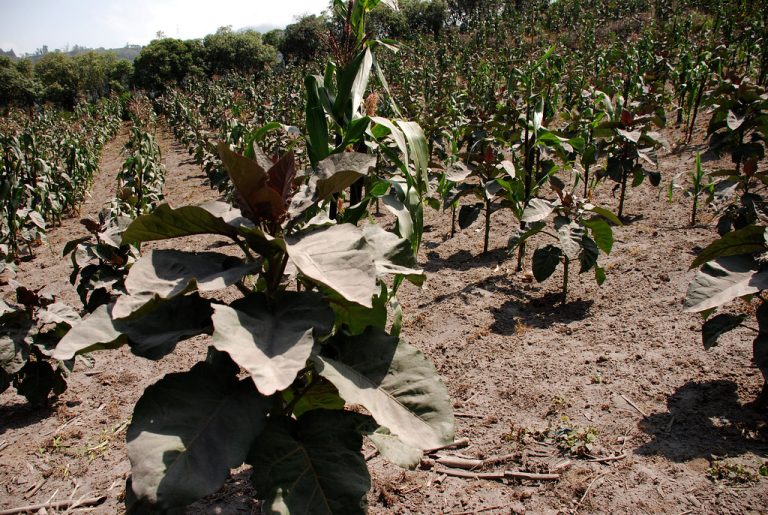 Los Ríos: ¿Cómo recuperar tus cultivos frente a las lluvias u otras afectaciones?