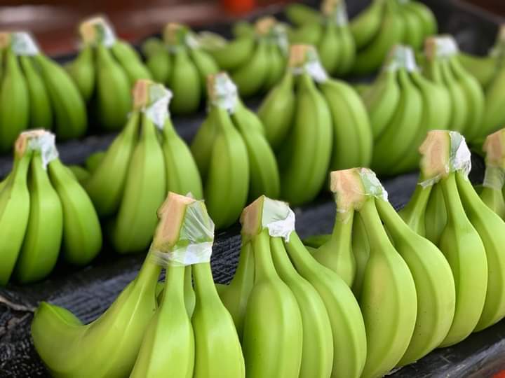 Se realizará Convención Internacional del Banano en Ecuador