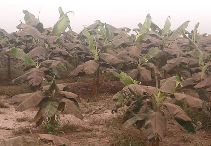 En Ecuador, producción agropecuaria y bananera es perjudicada por la caída de ceniza