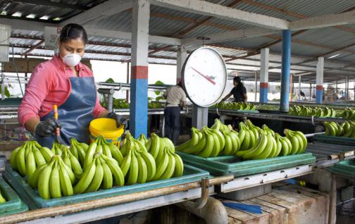 Los Ríos celebra siendo la provincia más agropecuaria del Ecuador