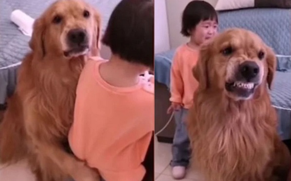 En China, un perro defendió a su pequeña dueña de ser regañada por su madre