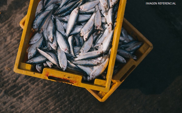 China vuelve a encontrar rastros de covid-19 en pescado ecuatoriano