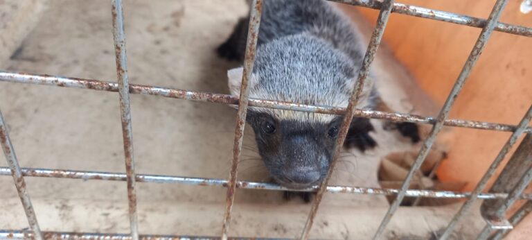 Encuentran un tejón en el patio de una casa