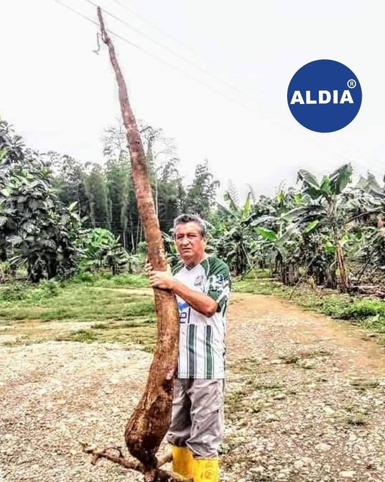 Campesino cosechó yuca gigante de 2.40 metros en Babahoyo
