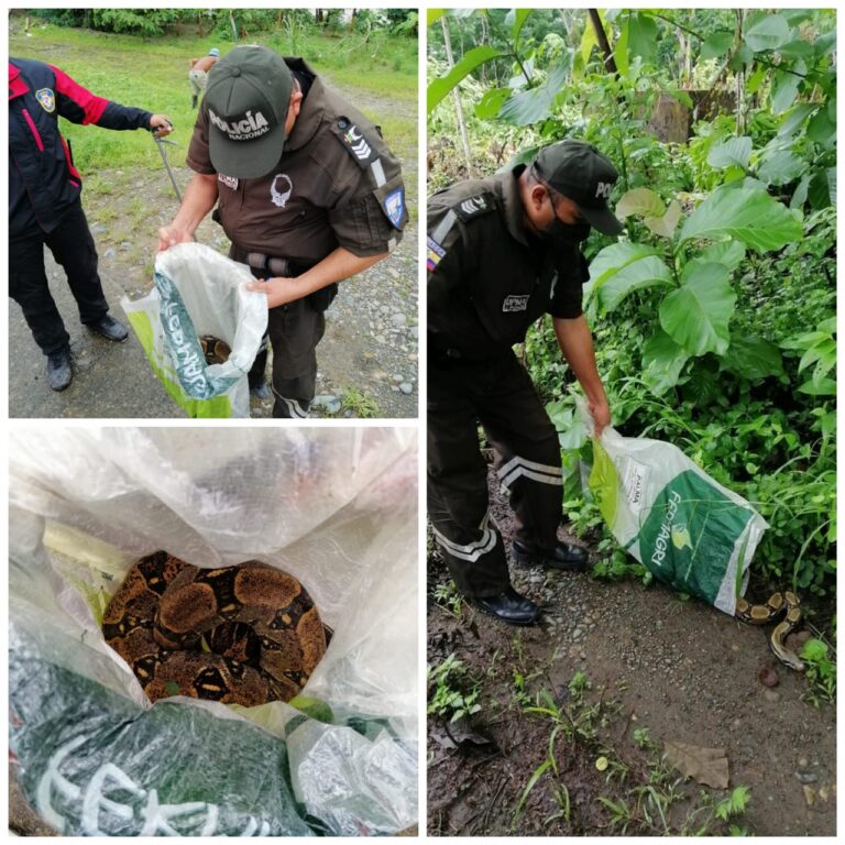 Encuentran una serpiente constrictora en la Ruta del Río de Quevedo