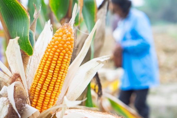 Agricultores piden que el precio mínimo de sustentación del maíz amarillo suba a 16,60