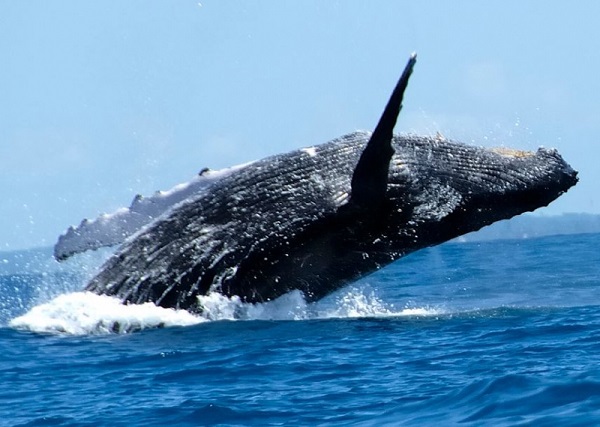 Manabí: Inició la temporada de avistamiento de Ballenas