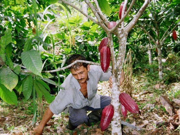 Buena Fe, un cantón altamente agrícola que genera fuentes de trabajo