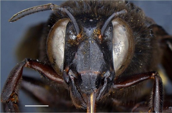 Descubren en la provincia de Los Ríos una abeja andrógina