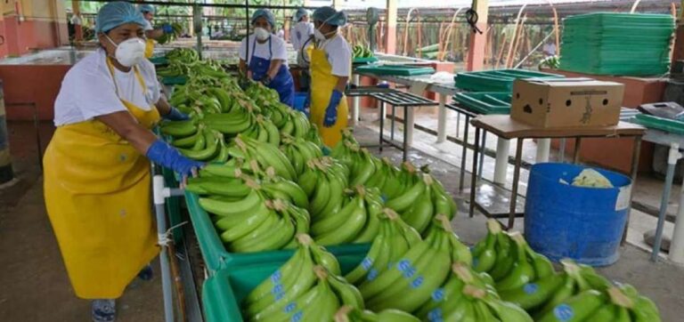 Conversión internacional del banano post-pandemia será este 26 de octubre