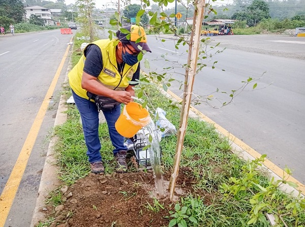 Nuevos árboles adornan la ciudad de Quevedo