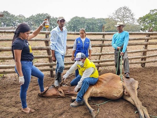 Prefectura brinda asistencia veterinaria a ganado en Puebloviejo