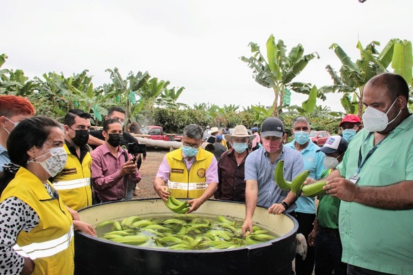 Pequeños productores riosenses, ya exportan plátano hartón