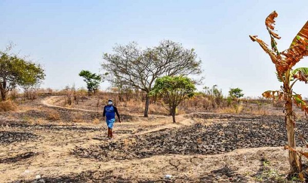 424 millones de dólares en el sector agrícola en pérdidas por las sequías