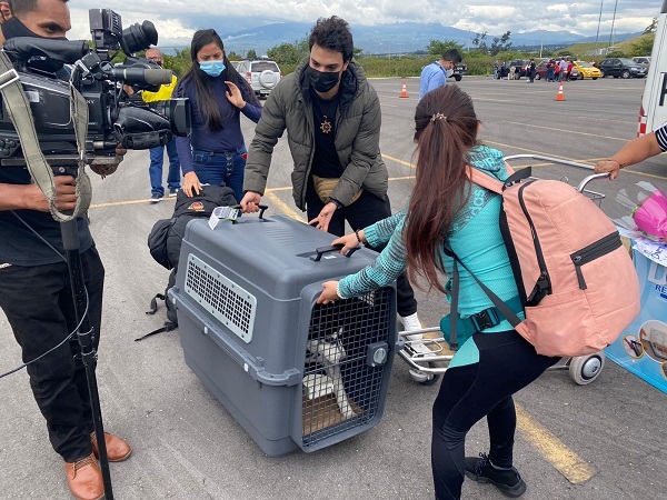 Tres mascotas llegaron a Ecuador desde Ucrania junto a sus dueños, ellos también huyen de la guerra