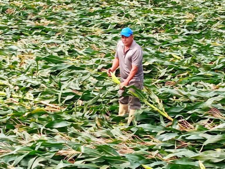 Ventarrones tumban maíz y quiebran a los agricultores de Aguas Frías, Mocache