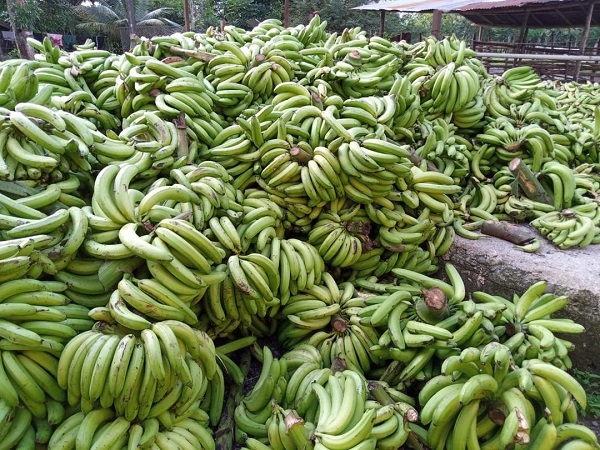 Prefectura entrega a ganaderos rechazo de banano para alimentar a sus animales