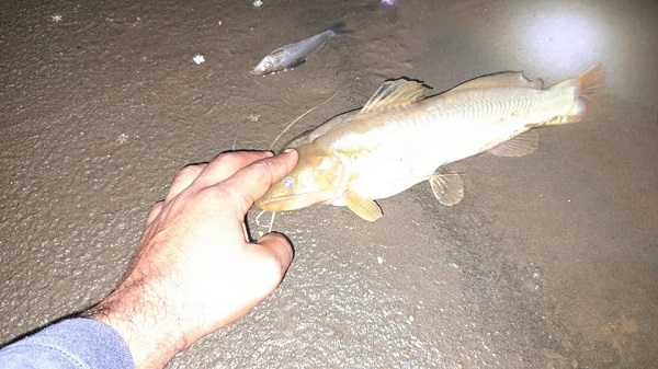 Muerte masiva de peces en el río preocupa a los vinceños