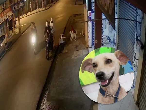 Una mascota pagó con su vida el precio de la inseguridad en el cantón Quevedo