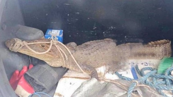 SNAI desmiente hallazgo de lagarto en uno de los pabellones de la cárcel de Santo Domingo