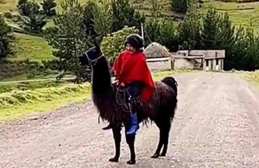 Niño ecuatoriano se volvió viral en Tik Tok, va a clases montado en una llama