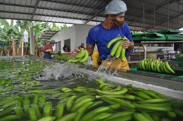 La agricultura mueve la economía de Mocache