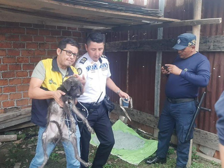 Babahoyo: Salvan a un perrito desnutrido y encadenado al que solo le quedaban pocos días de vida