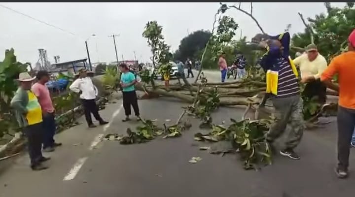 Agricultores talan árboles para cerrar las vías en Babahoyo
