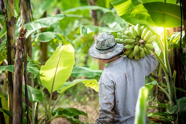 En Guayaquil se realizará la Primera Convención de Plátano Internacional ‘Ecuador al Mundo’