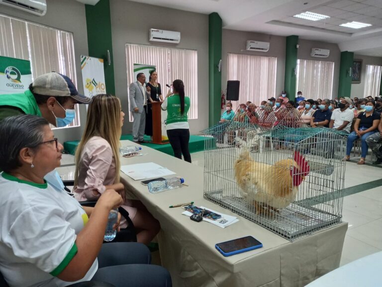 ‘Claudio’, el famoso y mimado gallo de la Viceprefecta de Los Ríos 