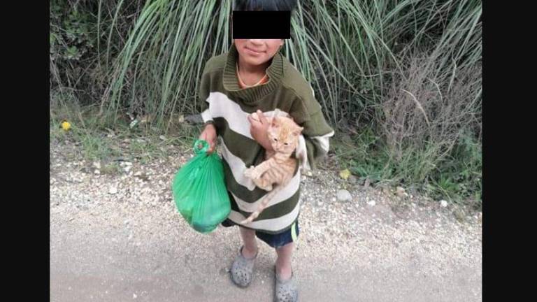 Niño intentaba vender su gato en tres dólares, para poder ir a la escuela; el conmovedor hecho ocurrió en Azuay