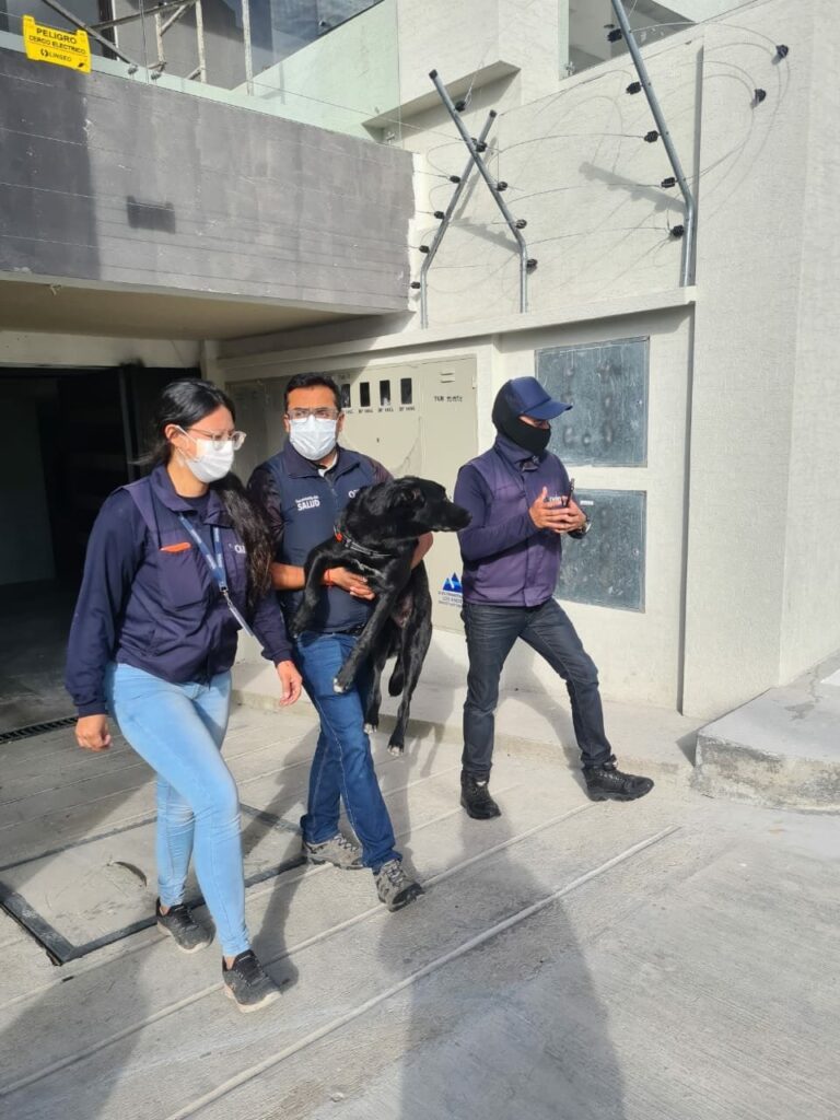 Dueña que maltrató a Bruno en Quito será multada con USD 4.250