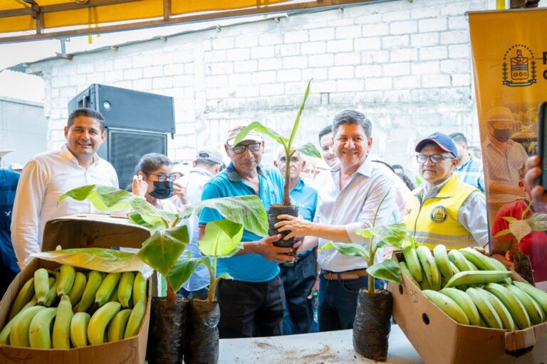 Prefectura de Los Ríos entrega plantas de hartón en la provincia