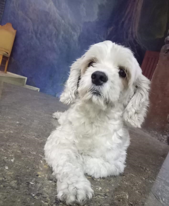 Un final feliz ¡Regresó Tommy a la Iglesia San José de Quevedo!