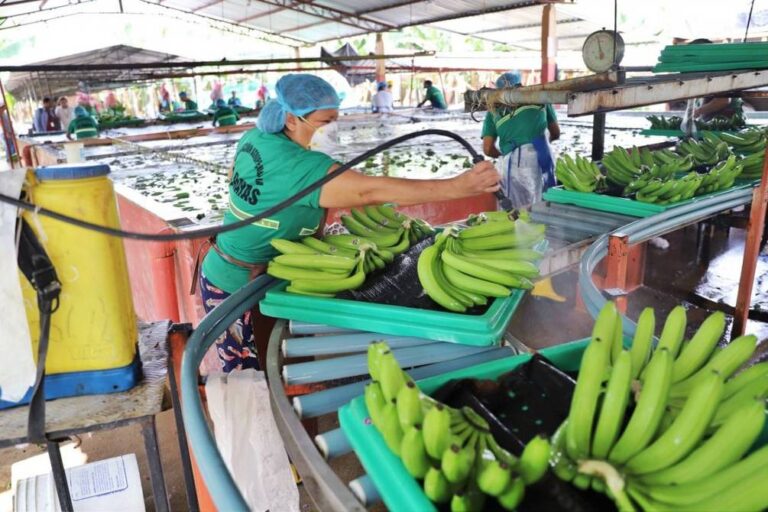 Gobierno, productores y exportadores bananeros fijarán el precio de la caja de banano