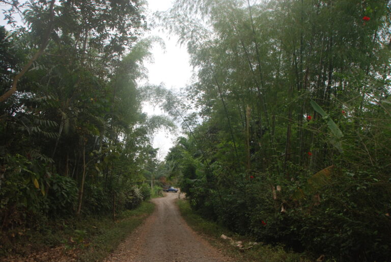 Bosque encantado de bambú surgió de una semilla mágica