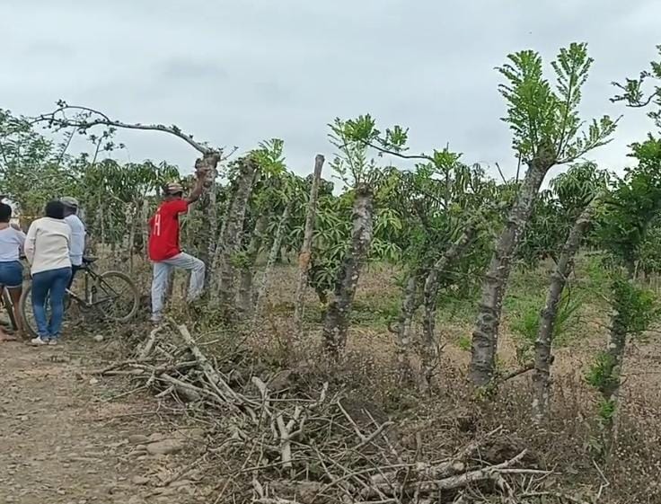 Vinces: Agricultores hallan un cuerpo desmembrado