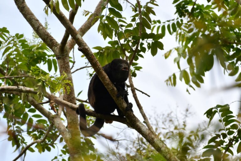 Celec monitorea población de flora y fauna en varias provincias