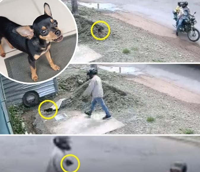Ni los perros se salvan de la inseguridad en Quevedo, dos sujetos se llevaron a un can