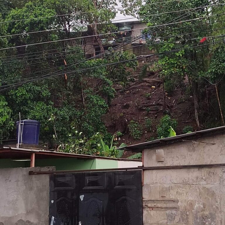 Quevedo: Un árbol cayó sobre el techo de una casa, ocurrió en la parroquia Viva Alfaro
