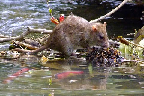 Guayas, Santo Domingo y Manabí con más  casos de leptospirosis en Ecuador