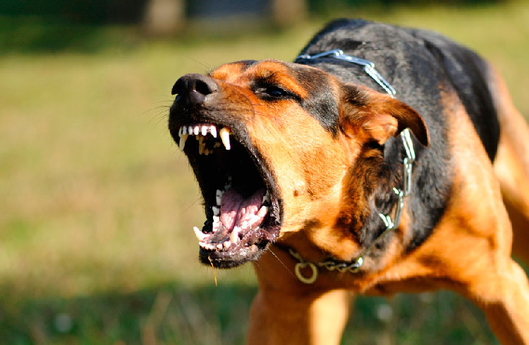 Quevedo: Un sujeto hizo que su perro atacara a policías, uno de ellos resultó con varias mordidas