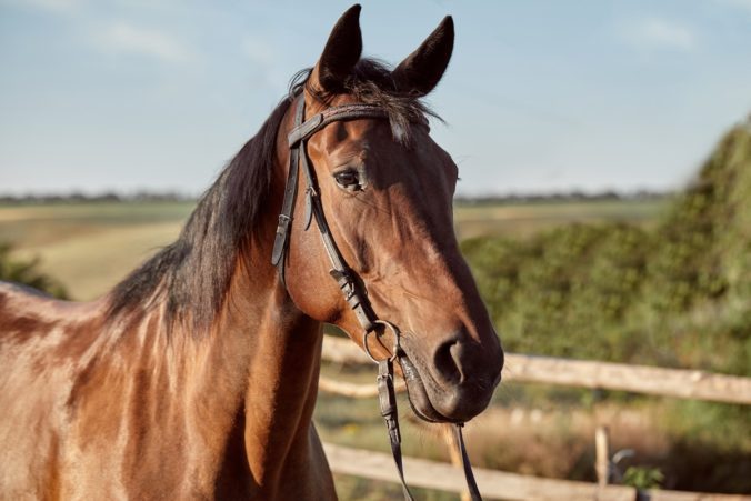 Un caballo fue faenado dentro de una finca del cantón Baba