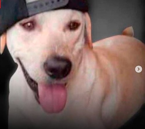 Hasta las mascotas marchan en las balaceras